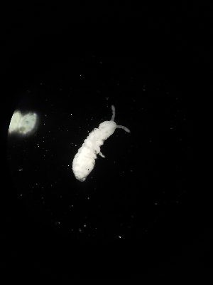  ( - BGE_00524_B04)  @11 [ ] Attribution Non-Commercial Share-Alike (by-nc-sa) (2013) Marko Lukic Croatian Biospeleological Society, Zagreb