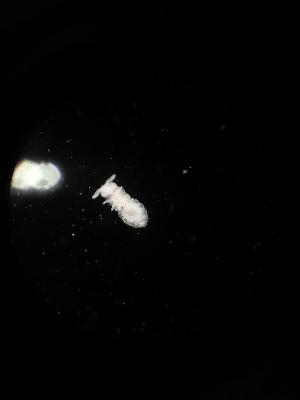  (Onychiuroides sp. Mus - BGE_00524_B05)  @11 [ ] Attribution Non-Commercial Share-Alike (by-nc-sa) (2013) Marko Lukic Croatian Biospeleological Society, Zagreb
