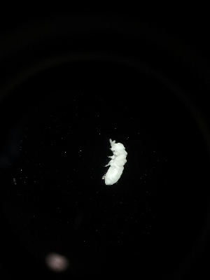  (Onychiuroides sp. Moc - BGE_00524_C01)  @11 [ ] Attribution Non-Commercial Share-Alike (by-nc-sa) (2013) Marko Lukic Croatian Biospeleological Society, Zagreb