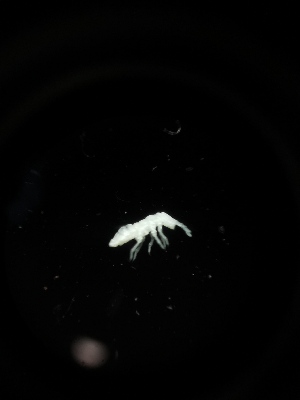  (Onychiuroides sp. Zel - BGE_00524_C04)  @11 [ ] Attribution Non-Commercial Share-Alike (by-nc-sa) (2013) Marko Lukic Croatian Biospeleological Society, Zagreb