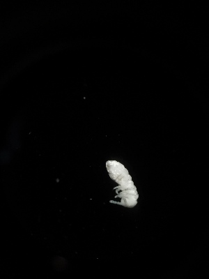  (Onychiuroides sp. Hru - BGE_00524_C08)  @11 [ ] Attribution Non-Commercial Share-Alike (by-nc-sa) (2013) Marko Lukic Croatian Biospeleological Society, Zagreb