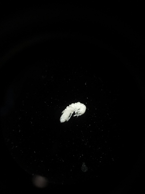 ( - BGE_00524_C12)  @11 [ ] Attribution Non-Commercial Share-Alike (by-nc-sa) (2013) Marko Lukic Croatian Biospeleological Society, Zagreb