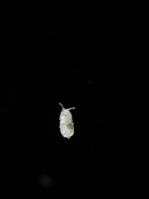  (Onychiuroides sp. Obo - BGE_00524_E07)  @11 [ ] Attribution Non-Commercial Share-Alike (by-nc-sa) (2013) Marko Lukic Croatian Biospeleological Society, Zagreb
