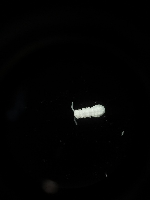  (Onychiuroides sp. Ide - BGE_00524_F07)  @11 [ ] Attribution Non-Commercial Share-Alike (by-nc-sa) (2013) Marko Lukic Croatian Biospeleological Society, Zagreb