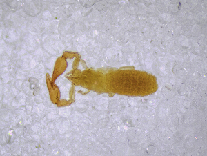  (Neobisium ligusticum - BGE_00503_F05)  @11 [ ] Copyright (2024) Unspecified Croatian Biospeleological Society