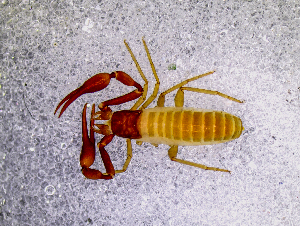  ( - BGE_00505_B07)  @11 [ ] Copyright (2024) Unspecified Croatian Biospeleological Society