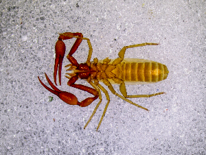  ( - BGE_00505_B07)  @11 [ ] Copyright (2024) Unspecified Croatian Biospeleological Society