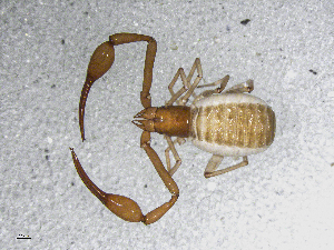  ( - BGE_00506_D03)  @11 [ ] Copyright (2024) Unspecified Croatian Biospeleological Society