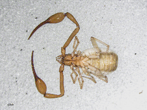  ( - BGE_00506_D03)  @11 [ ] Copyright (2024) Unspecified Croatian Biospeleological Society