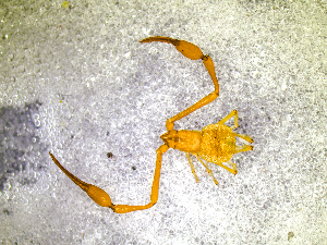  ( - BGE_00507_D07)  @11 [ ] Copyright (2024) Unspecified Croatian Biospeleological Society