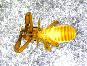  (Chthonius ischnocheles - BGE_00507_D08)  @11 [ ] Copyright (2024) Unspecified Croatian Biospeleological Society