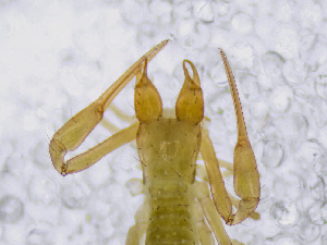  ( - BGE_00507_C03)  @11 [ ] Copyright (2024) Unspecified Croatian Biospeleological Society