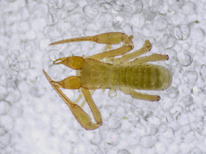  ( - BGE_00507_C03)  @11 [ ] Copyright (2024) Unspecified Croatian Biospeleological Society