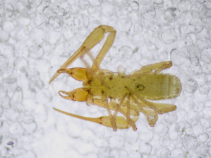  ( - BGE_00507_C03)  @11 [ ] Copyright (2024) Unspecified Croatian Biospeleological Society