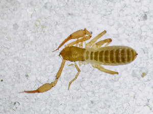  ( - BGE_00507_C02)  @11 [ ] Copyright (2024) Unspecified Croatian Biospeleological Society