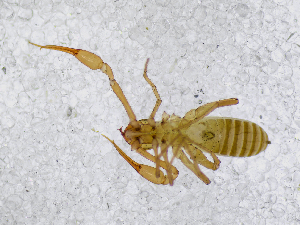  ( - BGE_00507_C02)  @11 [ ] Copyright (2024) Unspecified Croatian Biospeleological Society