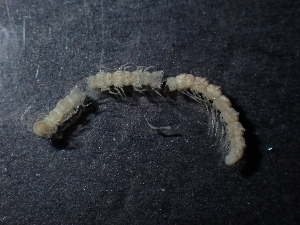  ( - BGE_00520_E05)  @11 [ ] Copyright (c) (2024) Unspecified Croatian Biospeleological Society