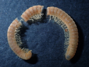  (Pachyiulinae - BGE_00520_F01)  @11 [ ] Copyright (c) (2024) Unspecified Croatian Biospeleological Society
