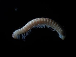  ( - BGE_00520_D08)  @11 [ ] Copyright (c) (2024) Unspecified Croatian Biospeleological Society