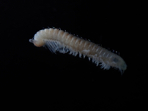  ( - BGE_00520_D09)  @11 [ ] Copyright (c) (2024) Unspecified Croatian Biospeleological Society
