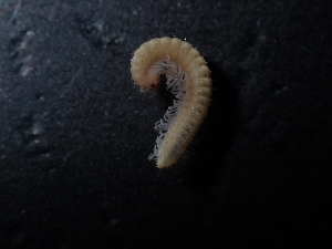  ( - BGE_00520_F03)  @11 [ ] Copyright (c) (2024) Unspecified Croatian Biospeleological Society