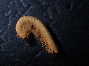  ( - BGE_00520_G04)  @11 [ ] Copyright (c) (2024) Unspecified Croatian Biospeleological Society
