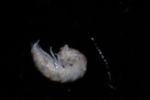  (Trichoniscus crassipes - BGE_00516_E10)  @11 [ ] CreativeCommons  Attribution (by) (2025) Unspecified Croatian Biospeleological Society