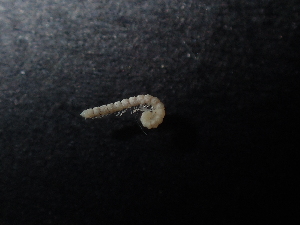  (Metonomastus saetosus - BGE_00514_F11)  @11 [ ] Copyright (c) (2024) Unspecified Croatian Biospeleological Society