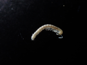  ( - BGE_00520_D07)  @11 [ ] Copyright (c) (2024) Unspecified Croatian Biospeleological Society