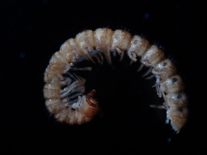  ( - BGE_00520_E07)  @11 [ ] Copyright (c) (2024) Unspecified Croatian Biospeleological Society