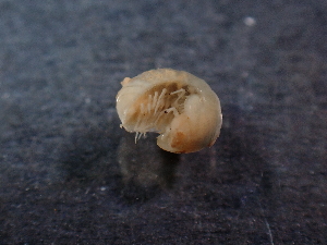  ( - BGE_00520_E12)  @11 [ ] Copyright (c) (2024) Unspecified Croatian Biospeleological Society