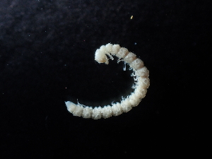  ( - BGE_00520_E09)  @11 [ ] Copyright (c) (2024) Unspecified Croatian Biospeleological Society