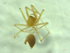  (Palliduphantes cf. spelaeorum - BGE_00521_A05)  @11 [ ] by (2024) Unspecified Ruder Boskovic Institute, Bijenicka Cesta 54, 10000, Zagreb