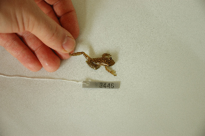  ( - AJC 3446)  @12 [ ] CreativeCommons - Attribution Non-Commercial Share-Alike (2011) Andrew J. Crawford Universidad de los Andes