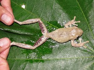  (Hypsiboas pugnax - AJC 3878)  @14 [ ] CreativeCommons - Attribution Non-Commercial Share-Alike (2011) Andrew J. Crawford Universidad de los Andes