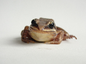  (Leptodactylus mystaceus - AJC 4092)  @14 [ ] CreativeCommons - Attribution Non-Commercial Share-Alike (2011) Andrew J. Crawford Universidad de los Andes