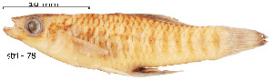  (Brachyrhaphis roseni - stri-78)  @13 [ ] Unspecified (default): All Rights Reserved  Unspecified Unspecified