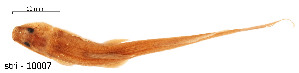  ( - stri-10007)  @12 [ ] Unspecified (default): All Rights Reserved  Unspecified Unspecified
