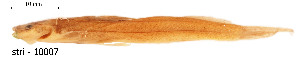  ( - stri-10007)  @12 [ ] Unspecified (default): All Rights Reserved  Unspecified Unspecified