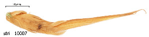  ( - stri-10007)  @13 [ ] Unspecified (default): All Rights Reserved  Unspecified Unspecified