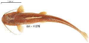  ( - stri-11528)  @12 [ ] Unspecified (default): All Rights Reserved  Unspecified Unspecified