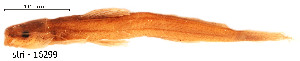  ( - stri-16299)  @12 [ ] Unspecified (default): All Rights Reserved  Unspecified Unspecified