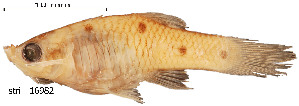  (Phallichthys quadripunctatus - stri-16982)  @14 [ ] Unspecified (default): All Rights Reserved  Unspecified Unspecified