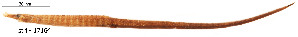  ( - stri-17164)  @11 [ ] Unspecified (default): All Rights Reserved  Unspecified Unspecified