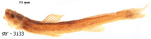  ( - stri-3133)  @13 [ ] Unspecified (default): All Rights Reserved  Unspecified Unspecified