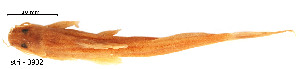  ( - stri-3932)  @12 [ ] Unspecified (default): All Rights Reserved  Unspecified Unspecified