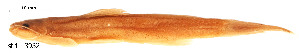  ( - stri-3932)  @13 [ ] Unspecified (default): All Rights Reserved  Unspecified Unspecified