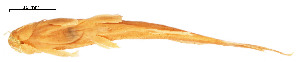 ( - stri-3932)  @12 [ ] Unspecified (default): All Rights Reserved  Unspecified Unspecified