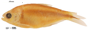  ( - stri-686)  @13 [ ] Unspecified (default): All Rights Reserved  Unspecified Unspecified
