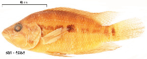  (Parachromis loisellei - stri-6868)  @14 [ ] Unspecified (default): All Rights Reserved  Unspecified Unspecified